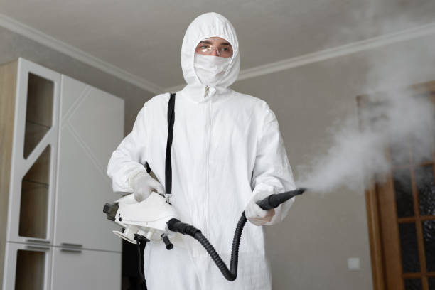 Reliable Rogersville, MO Mold Removal Solutions